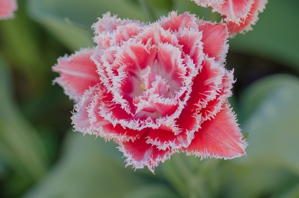 shutterstock-1307139823.jpg shutterstock-1307139823.jpg