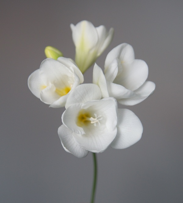 shutterstock-1958552980.jpg