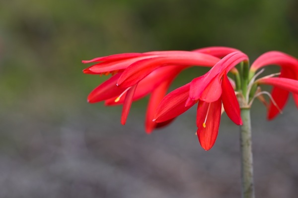 shutterstock-1977118247-red.jpg