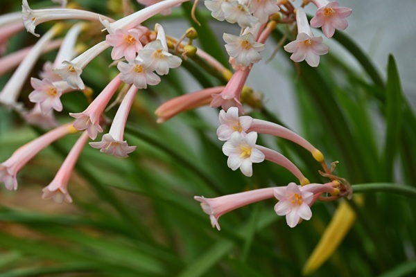 shutterstock-2252030579-himalayn-pink.jpg