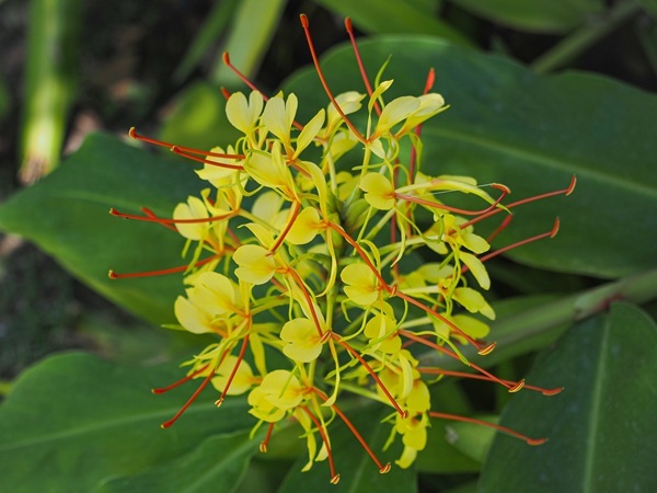 shutterstock-2265162113-gardenr.jpg
