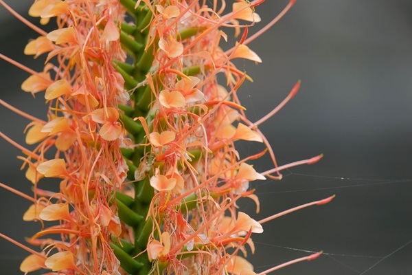 shutterstock-2298219045-coccineum.jpg