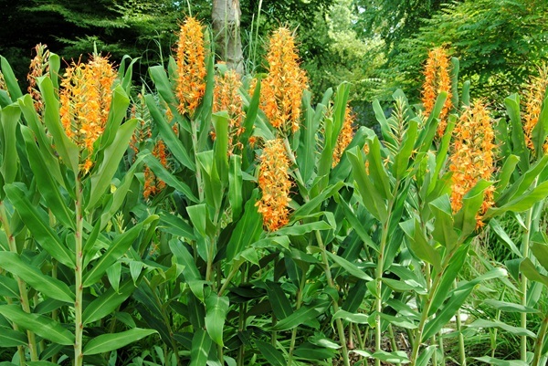 shutterstock-2360533903-coccineum.jpg