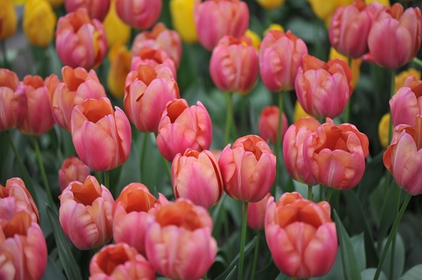 shutterstock-2433862923.jpg shutterstock-2433862923.jpg