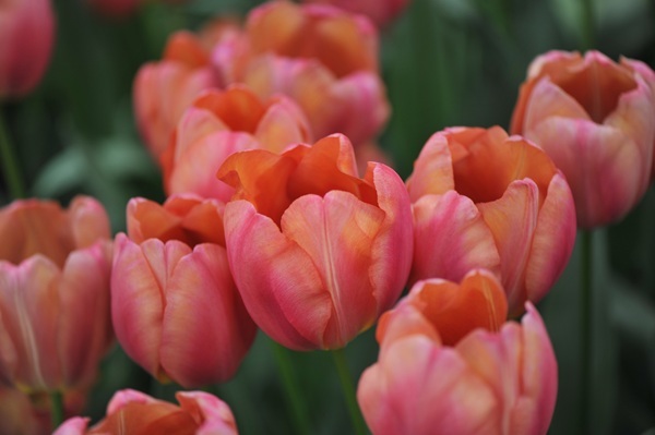 shutterstock-2434676601.jpg shutterstock-2434676601.jpg