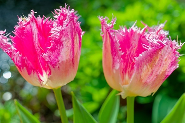 shutterstock-2450043147.jpg shutterstock-2450043147.jpg