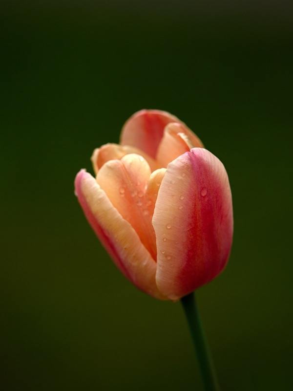 shutterstock-2522045439.jpg shutterstock-2522045439.jpg