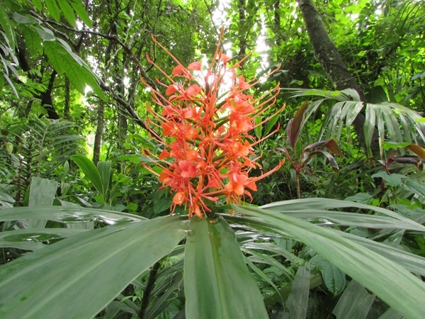 shutterstock-2589330059-coccineum.jpg