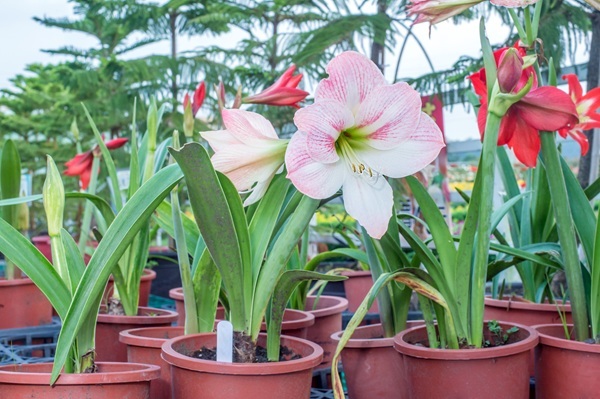 shutterstock-425086267.jpg shutterstock-425086267.jpg