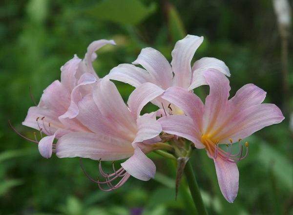 single-bloom-lycoris-squamigera-pink-naked-lady-600-x-400.jpg