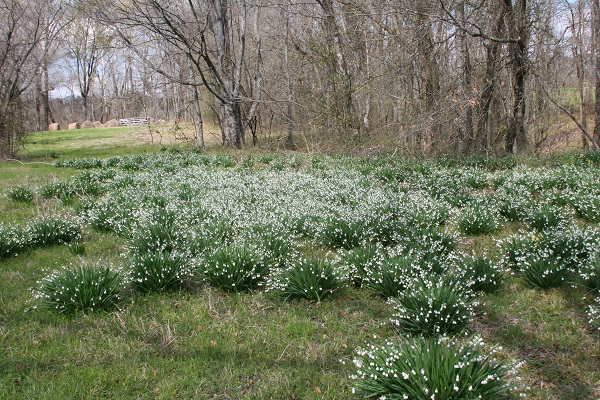 Snowflake Aestivum Giant Bulbs – Harris Seeds