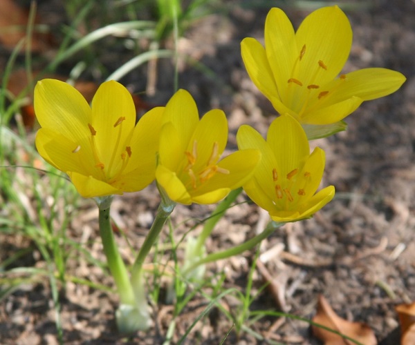 Sternbergia lutea 