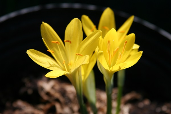 sternbergia-lutea-autumn-daffodil-petal-shape-600-x-400.jpg