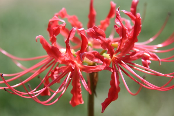 japanese spider lily