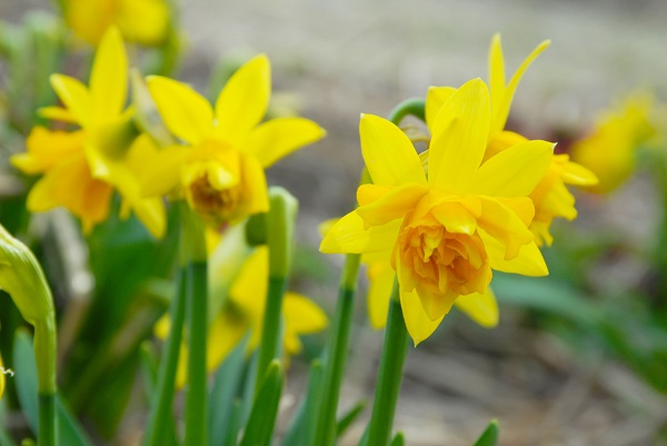 Narcissus 'Tete Boucle' - Southern Daffodil Bulb