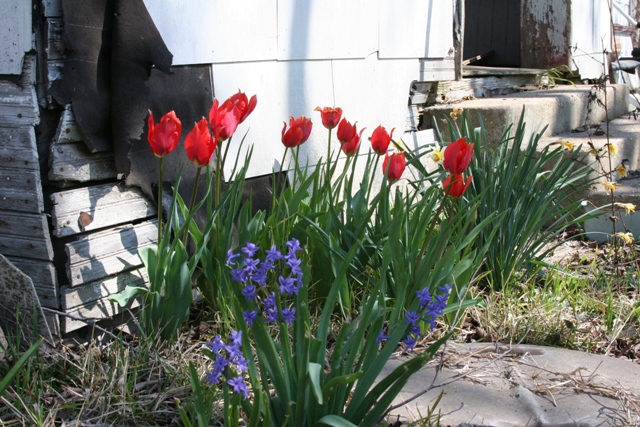texas-tulips-640x427-.jpg