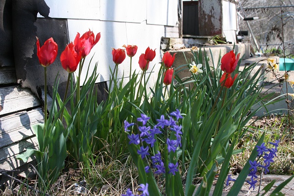 texas-tulips-in-garden-2-600-x-400-.jpg