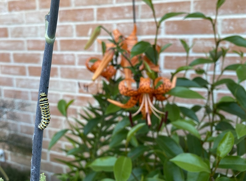 tiger-lily-with-swallow-tail-carterpillar.jpg