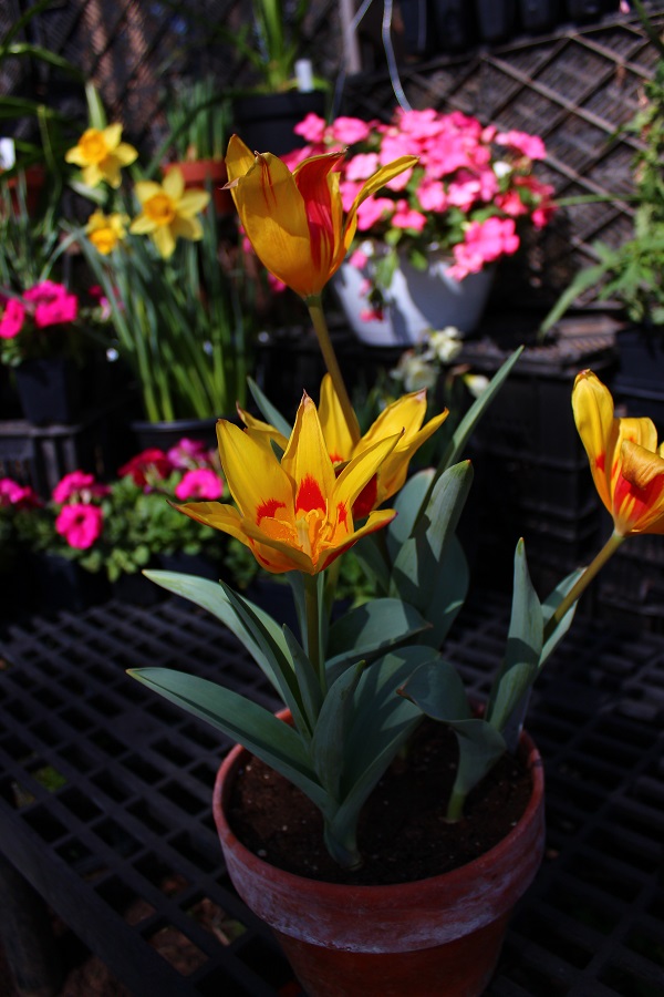 tschimganica-tulip-close-up-in-pot-with-blooms-cloudy-day-600-x-900.jpg