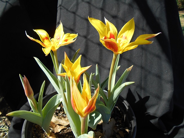 tschimganica-tulip-close-up-with-back-background-600-x-450.jpg