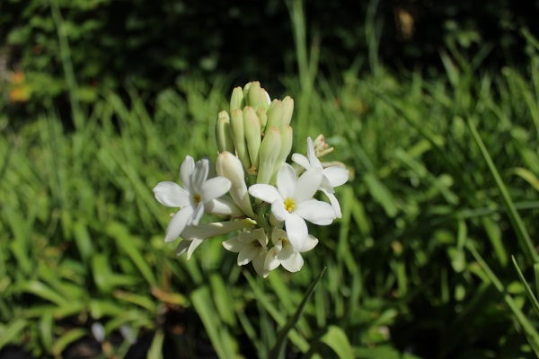 tuberose-anna-picture-at-office-600-x-400.jpg