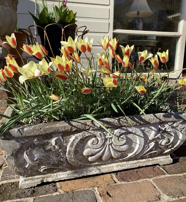 tulip-tinka-in-planter-at-chris-s-600-x-650.jpg