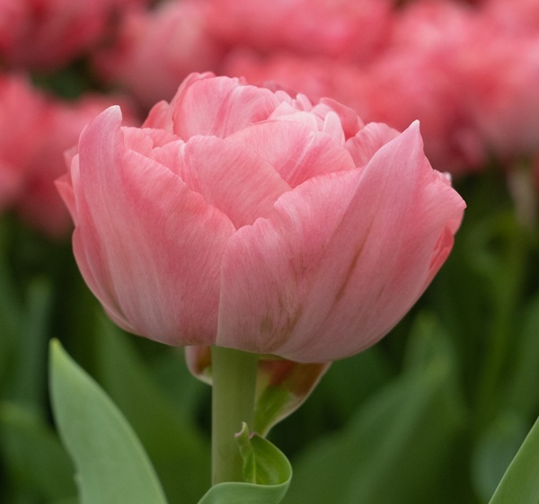 tulipa-taiwan-.jpg