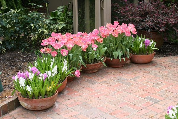 tulips-in-pots-600-x-400-.jpg