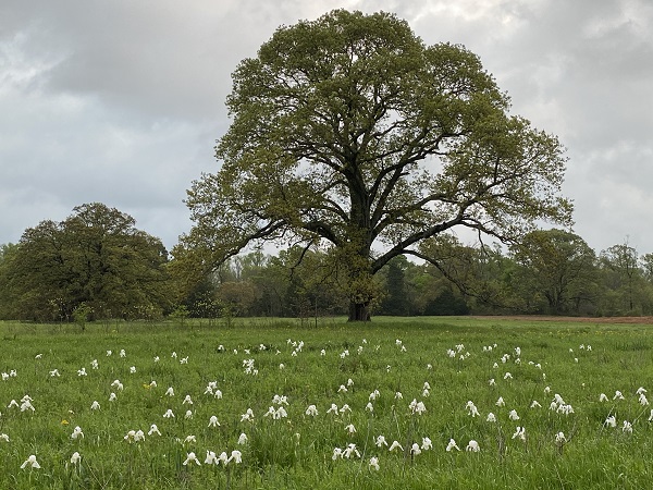 white-cemetery-iris-field-near-tree-growing-wild-600-x-450.jpg