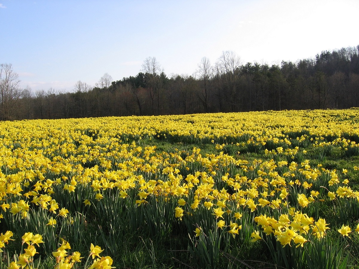 wild-daffodils-resize.jpg