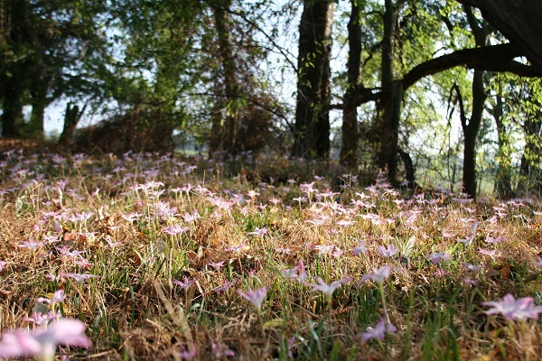 z.-labuffarosea-field-of-blooms-600-x-400.2.jpg