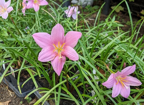 Pink Rain Lily, Zephyranthes grandiflora – Wisconsin Horticulture