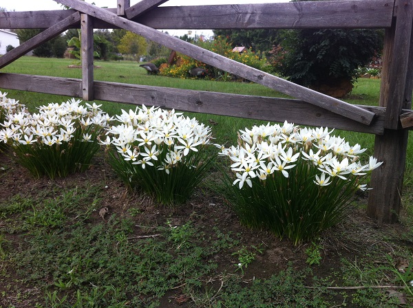 zephyranthes-candida-white-rain-lily-bunches-near-fence-600-x-448.jpg