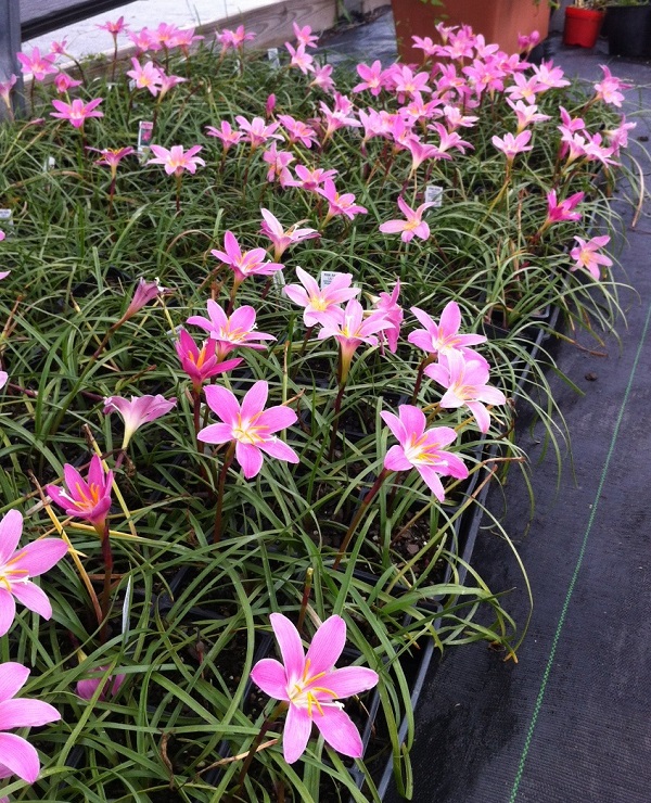 zephyranthes-grandiflora-pink-rain-lilies-flats-of-600-x-748.jpg