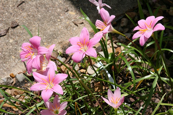 zephyranthes-grandiflora-pink-rain-lilies-multiples-600-x-400.jpg