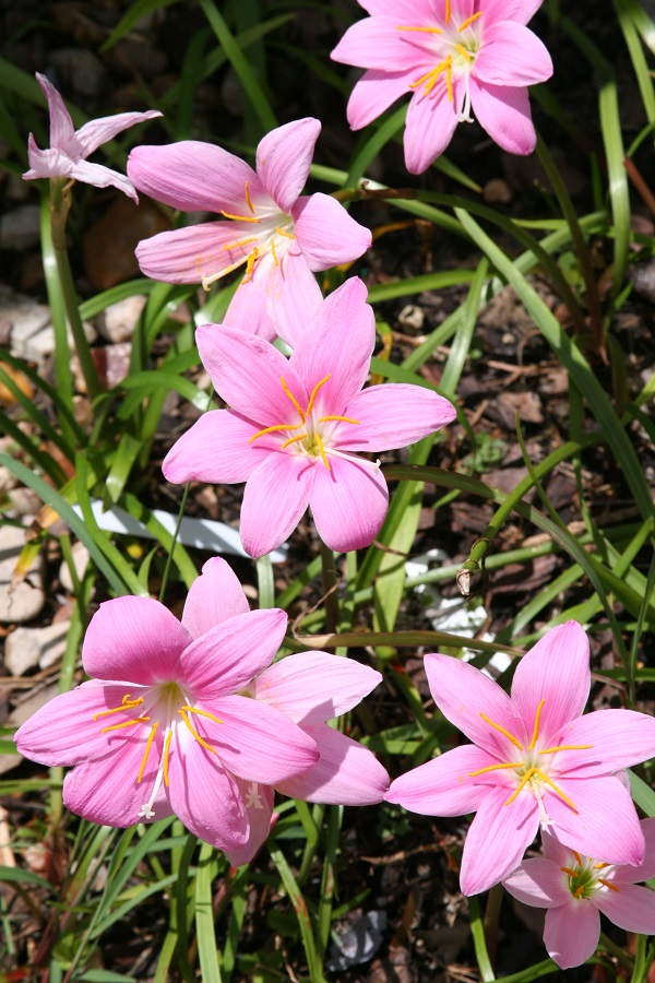 Lily Pink 3-5 Blooms