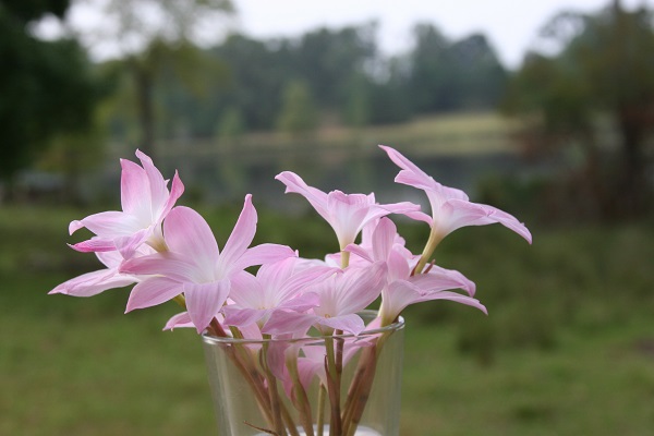 zephyranthes-labuffarosea-bunch-as-a-bouquet-lovely-600-x-400.jpg