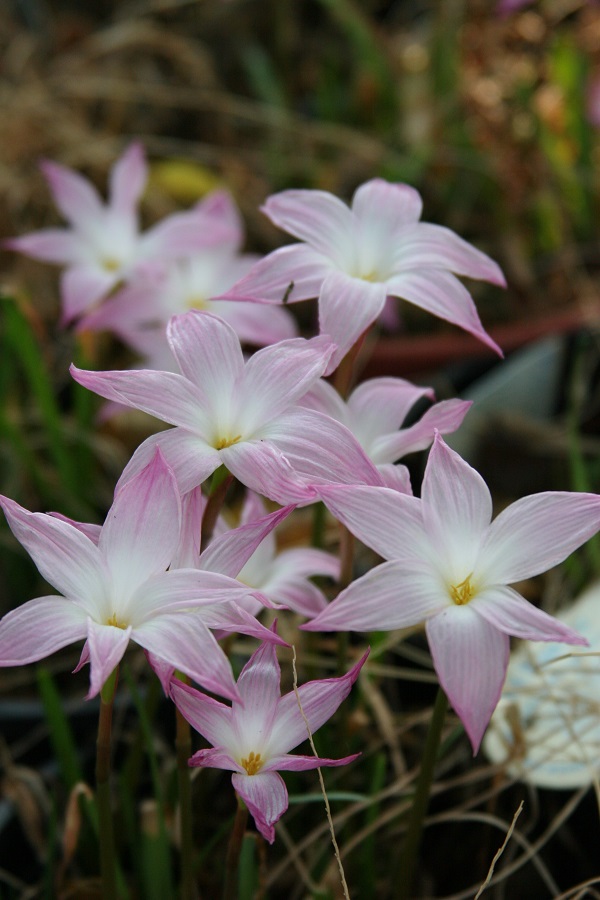 zephyranthes-labuffarosea-light-pink-up-close-600-x-900.jpg