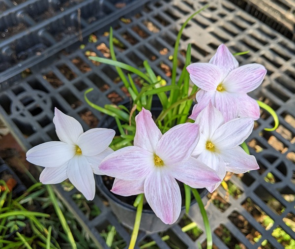 zephyranthes-labuffarosea-petals-close-up-september-2022-one-pot-600-x-502.jpg