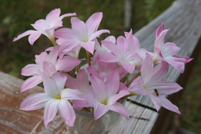 Zephyranthes Labuffarosa Pink Rain lily - Southern Perennial Bulb