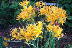 Learn about Lycoris x straminea 'Yellow Streamers', Yellow Streamers  Surprise Lily