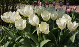 Tulipa 'Purissima' -  5 bulbs