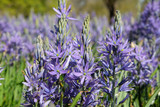 Wild Hyacinth (Native Camassia scilloides) - 3 bulbs