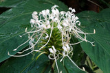 Hedychium thyrsiforme (Spiked Ginger Lily) - 3 bulbs