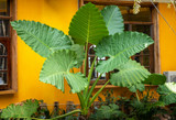 Giant Taro / Elephant Ear