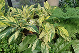 Zingiber zerumbet ‘Variegata’ - 3 bulbs