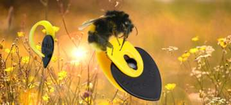 The Vibrant World of Fred Kelly Bumblebee Thumbpicks