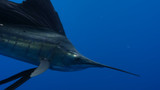 How to Catch Sailfish: Your Ultimate Guide to Sailfish Fishing