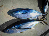 Fish Razr’s Ultimate Guide to Tuna Fishing