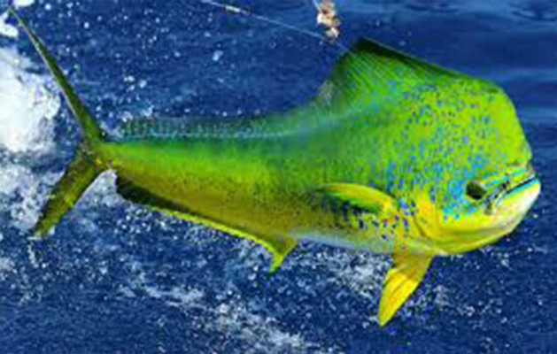 Mahi-Mahi